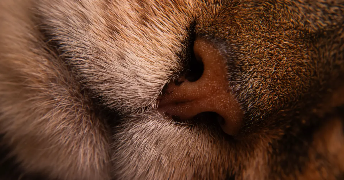 can cats break their nose