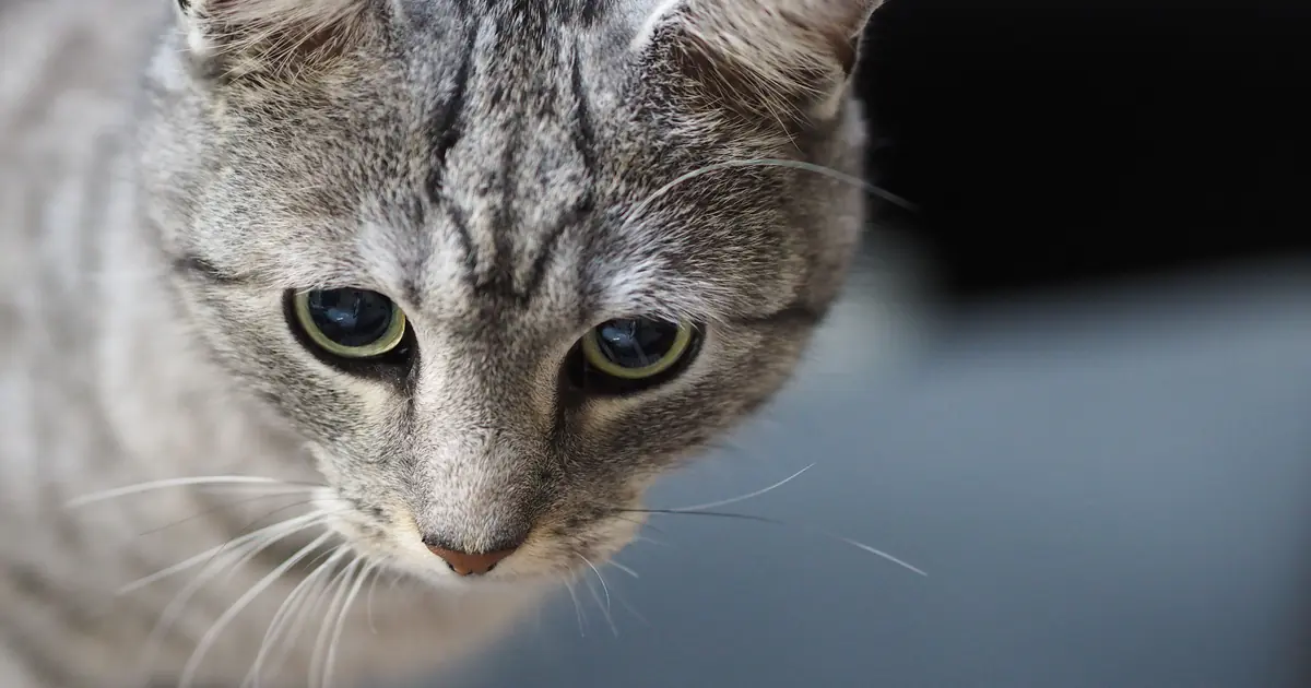 can cats do math