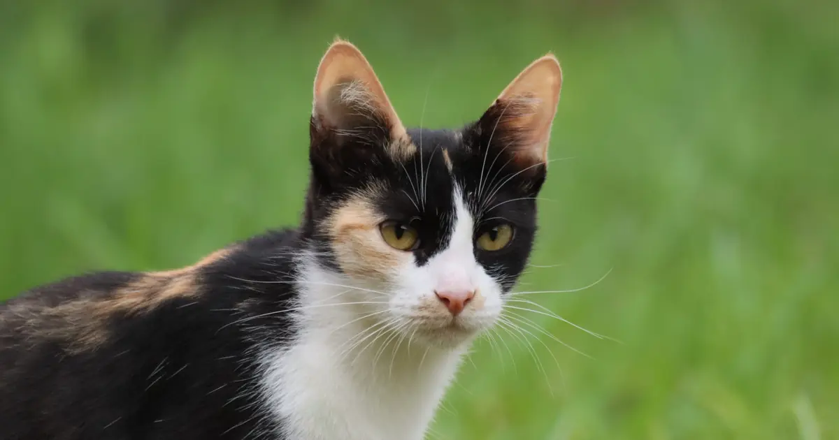 can cats sense danger