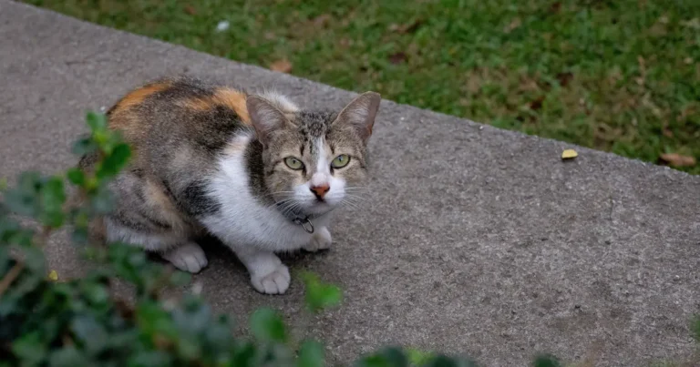 Outdoor cat wearing a collar in a garden, illustrating a cat collar with GPS tracker