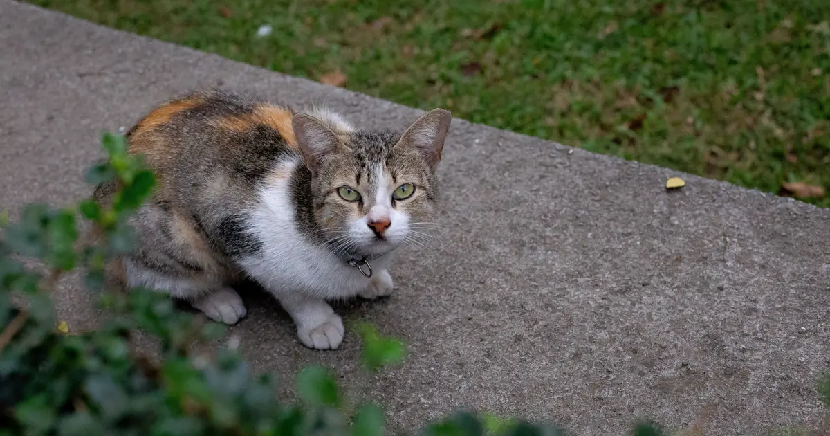 Outdoor cat wearing a collar in a garden, illustrating a cat collar with GPS tracker