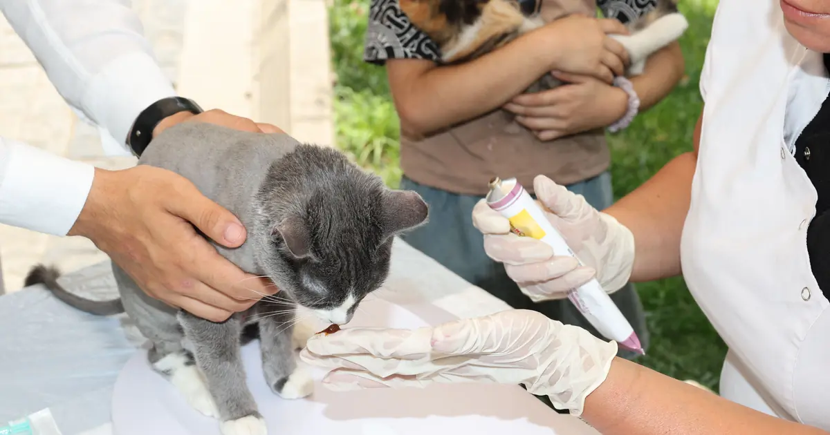 Veterinarian examining a senior cat during a hyperthyroidism checkup