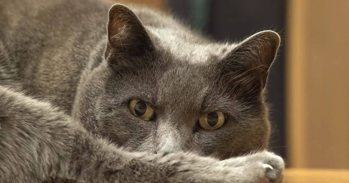 Senior cat resting, representing feline hyperthyroidism treatment
