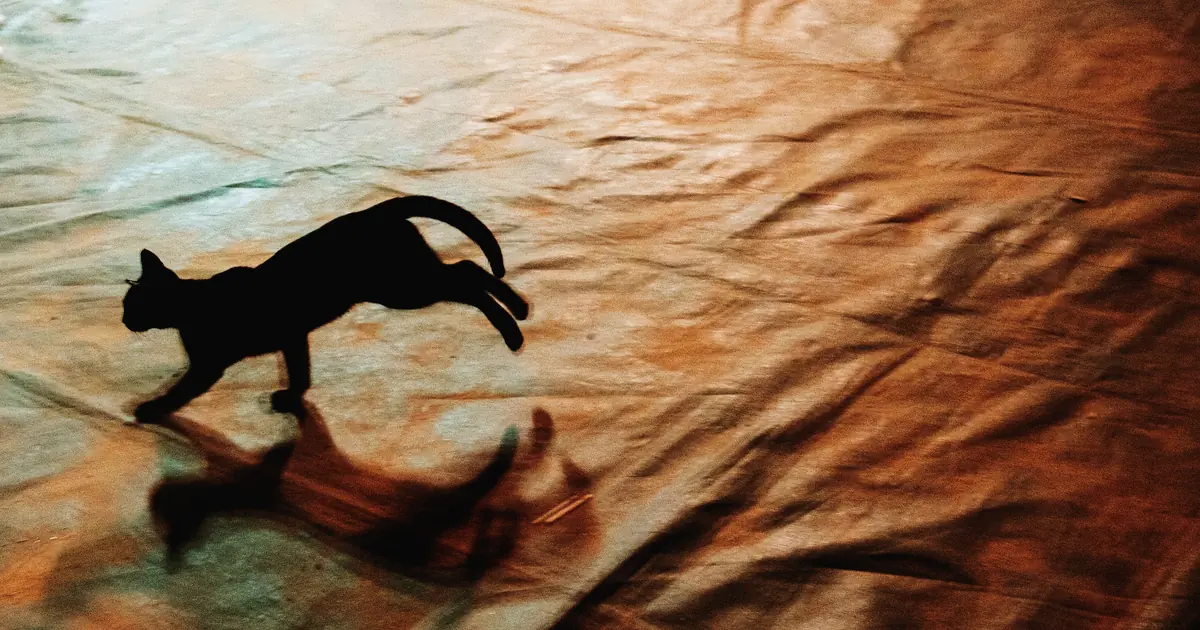 do cats like being chased