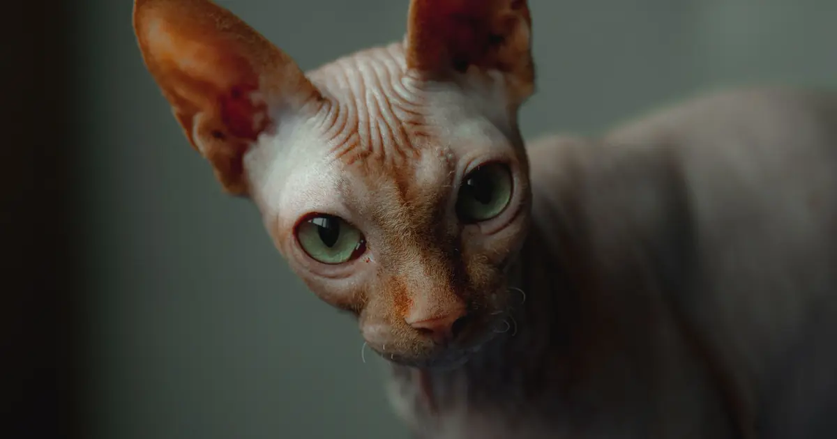 do hairless cats lick themselves