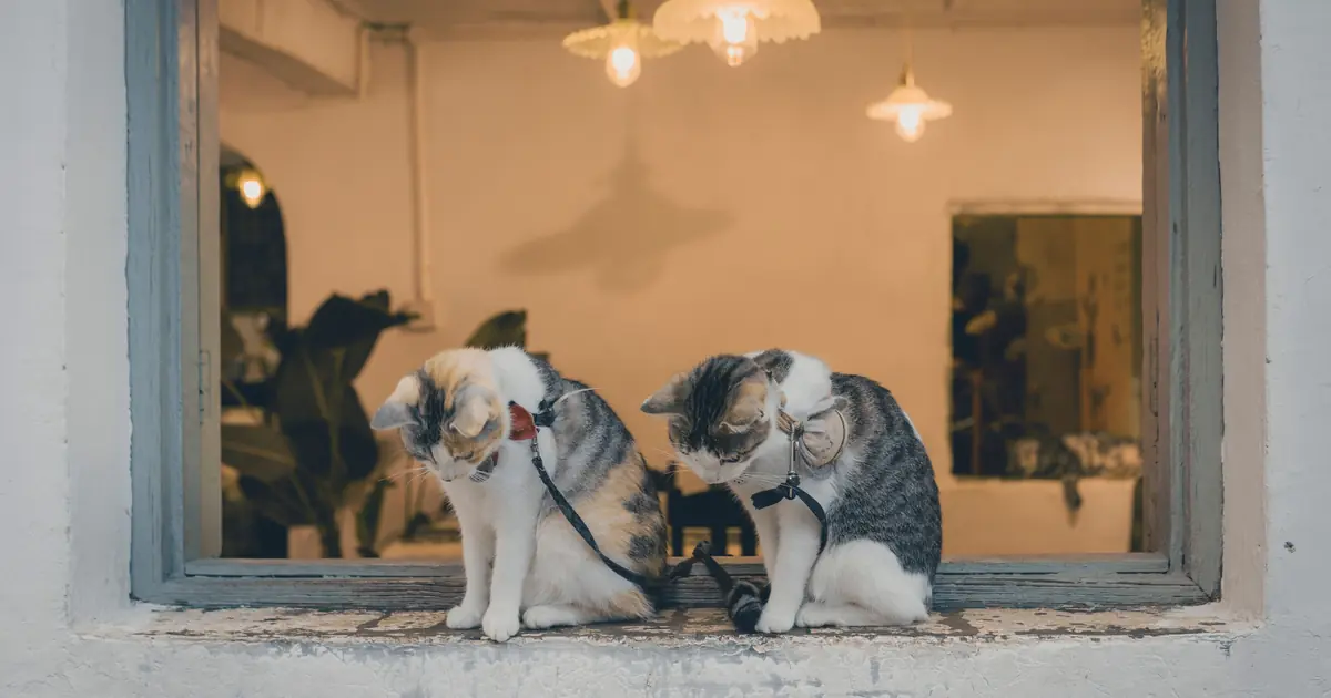 Two indoor cats grooming together, showing FIV-positive and negative cats can live safely together