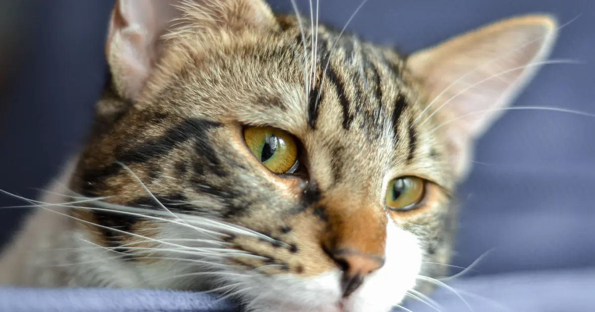 FIV-positive cat resting peacefully indoors on a couch