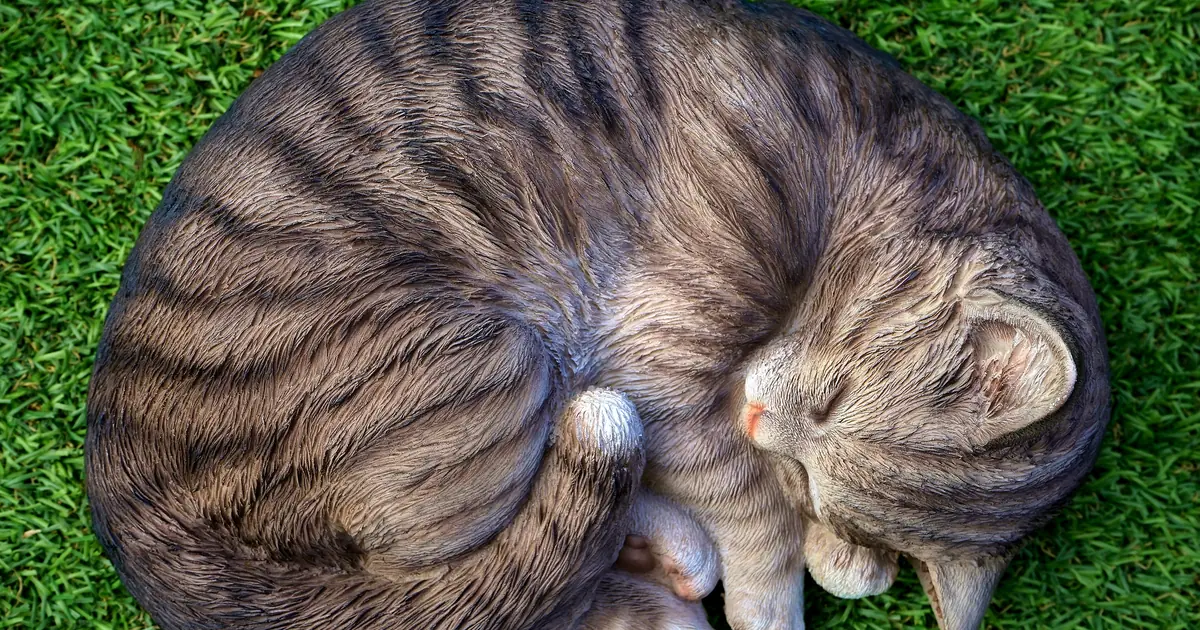 how do cats fall asleep so fast