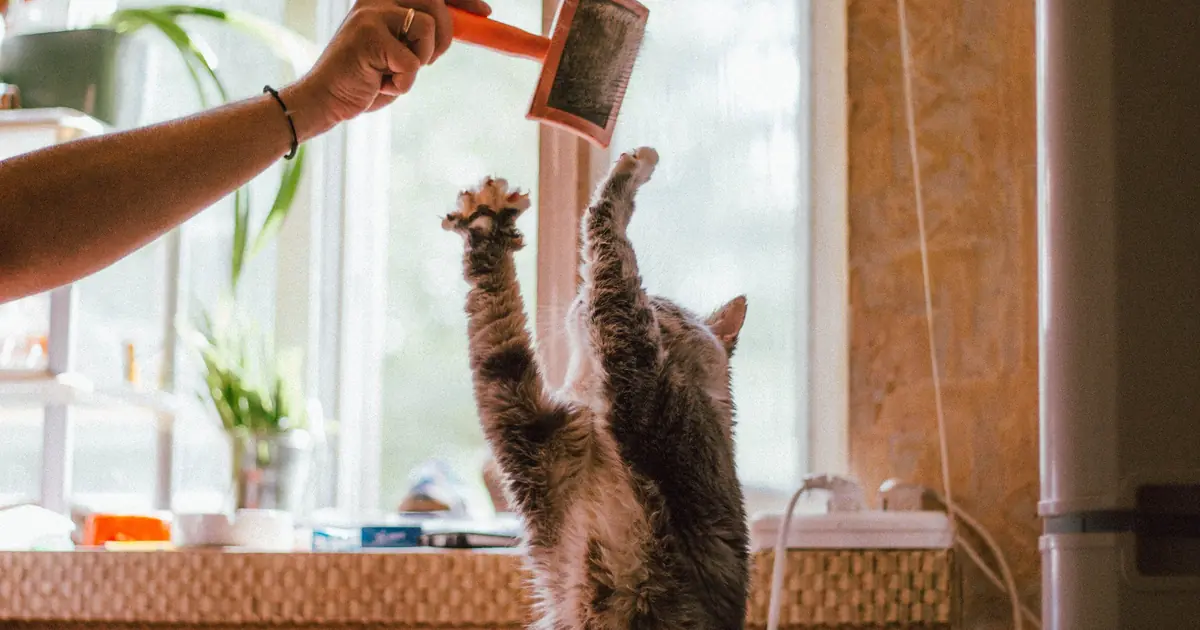 how to apply diatomaceous earth to cats