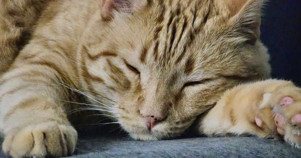 Close-up of an orange tabby cat showing ginger stripes and the tabby M marking