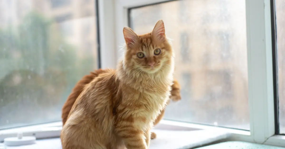 Orange tabby cat with ginger coat and forehead M marking sitting in sunlight
