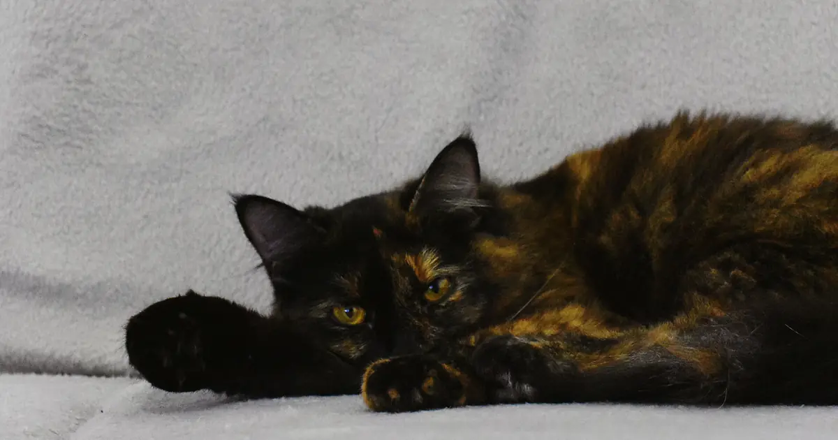 what is a dilute tortie cat