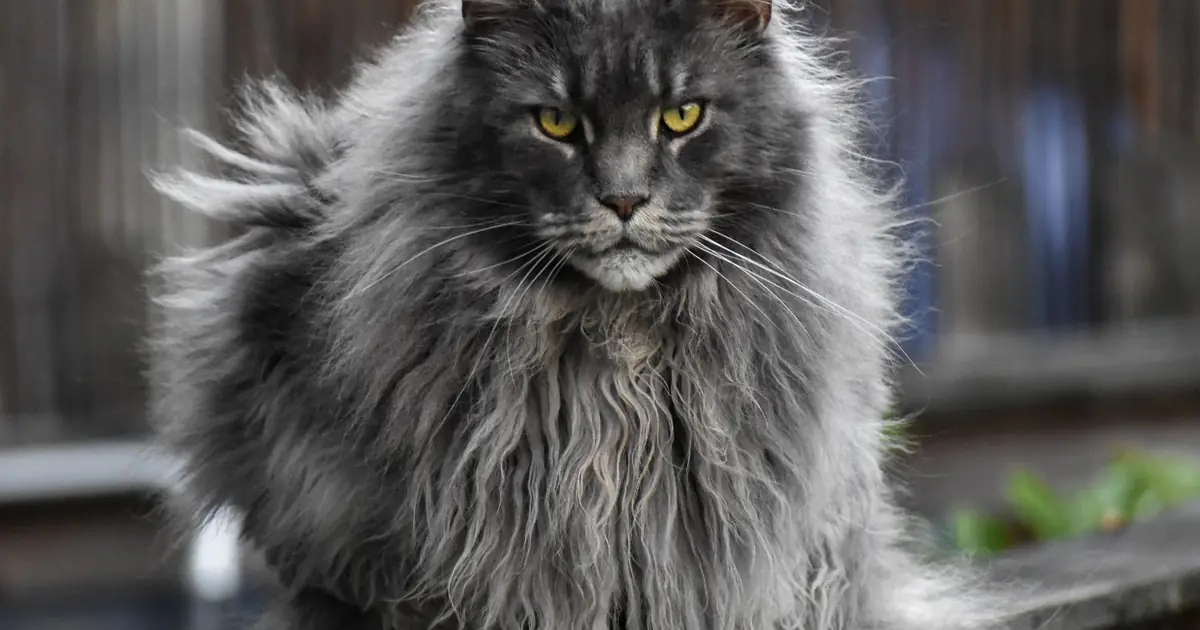 Large fluffy Maine Coon, the biggest domestic cat breed, sitting and showing its long body and bushy tail