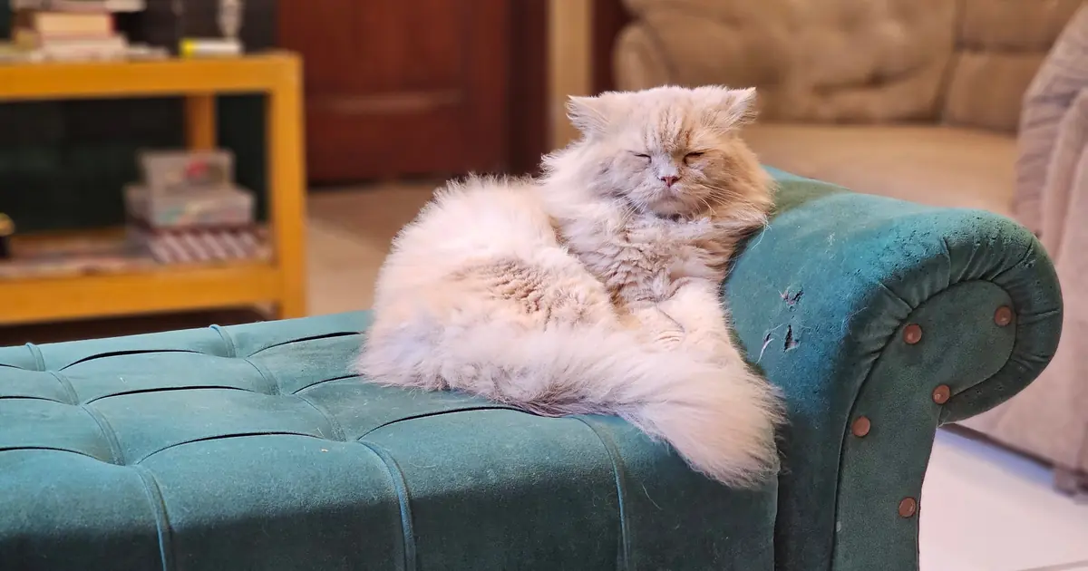 why are persian cats so expensive