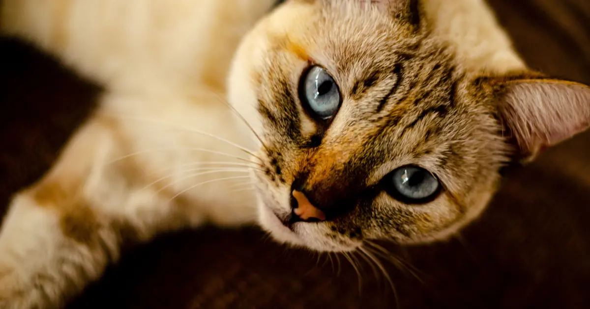 why are siamese cats mean