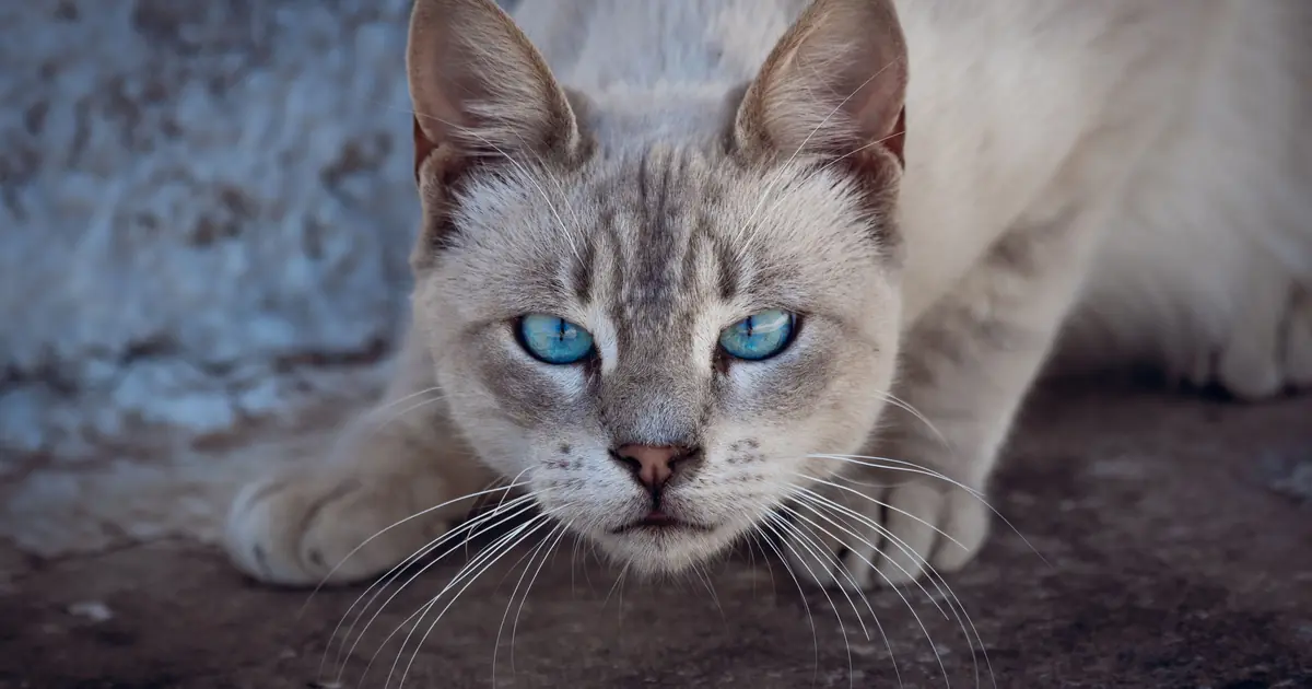 why do cats bob their heads