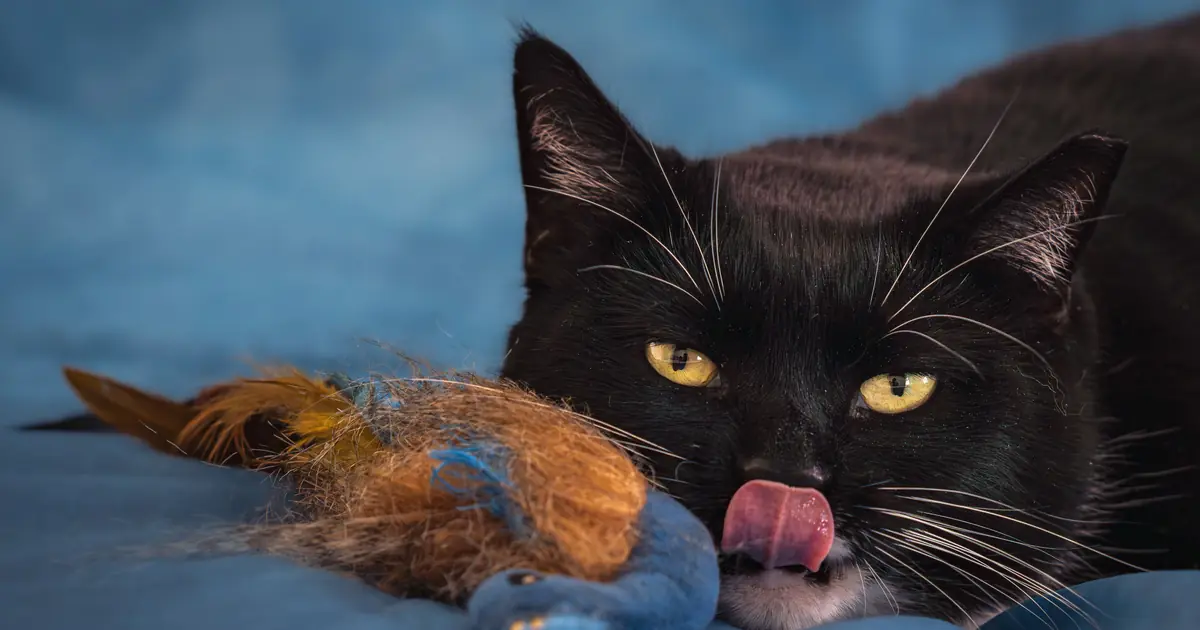 why do cats like crinkly things