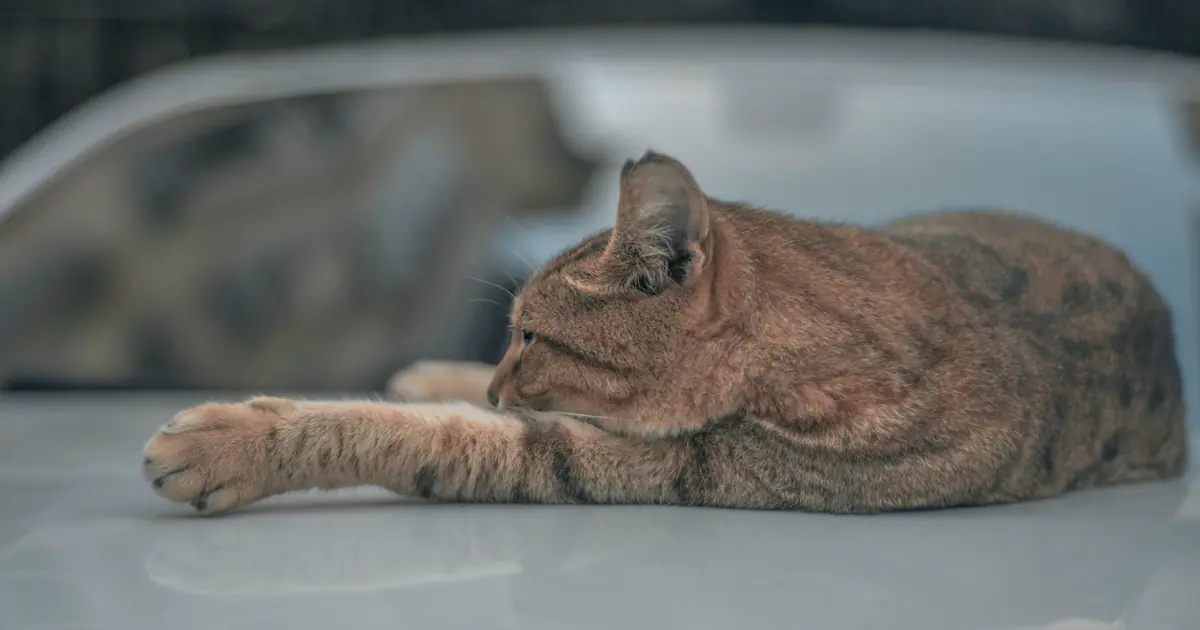 why do cats stretch in front of you