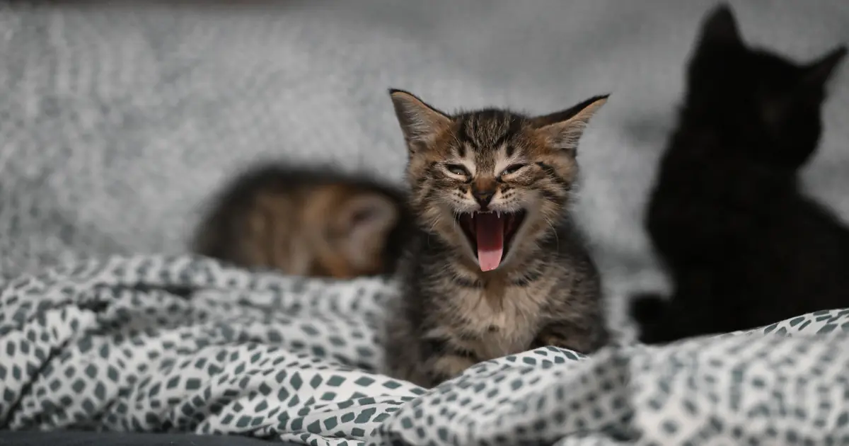 why do cats walk on you while you sleep