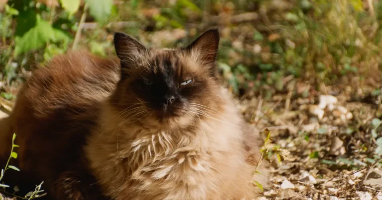 are balinese cats friendly