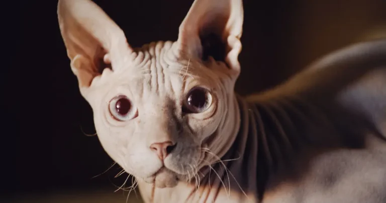 can sphynx cats grow hair