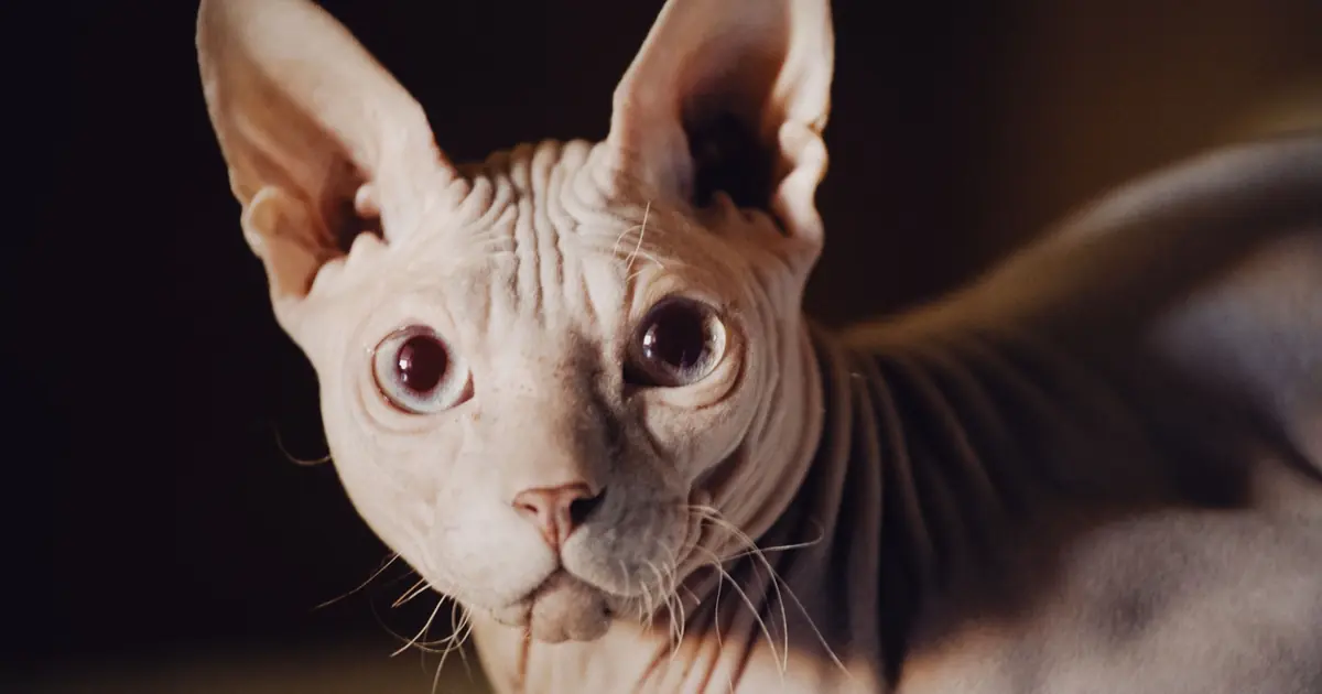 can sphynx cats grow hair