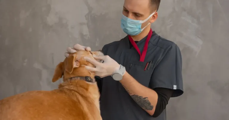Vet examining an orange cat's ear for signs of infection