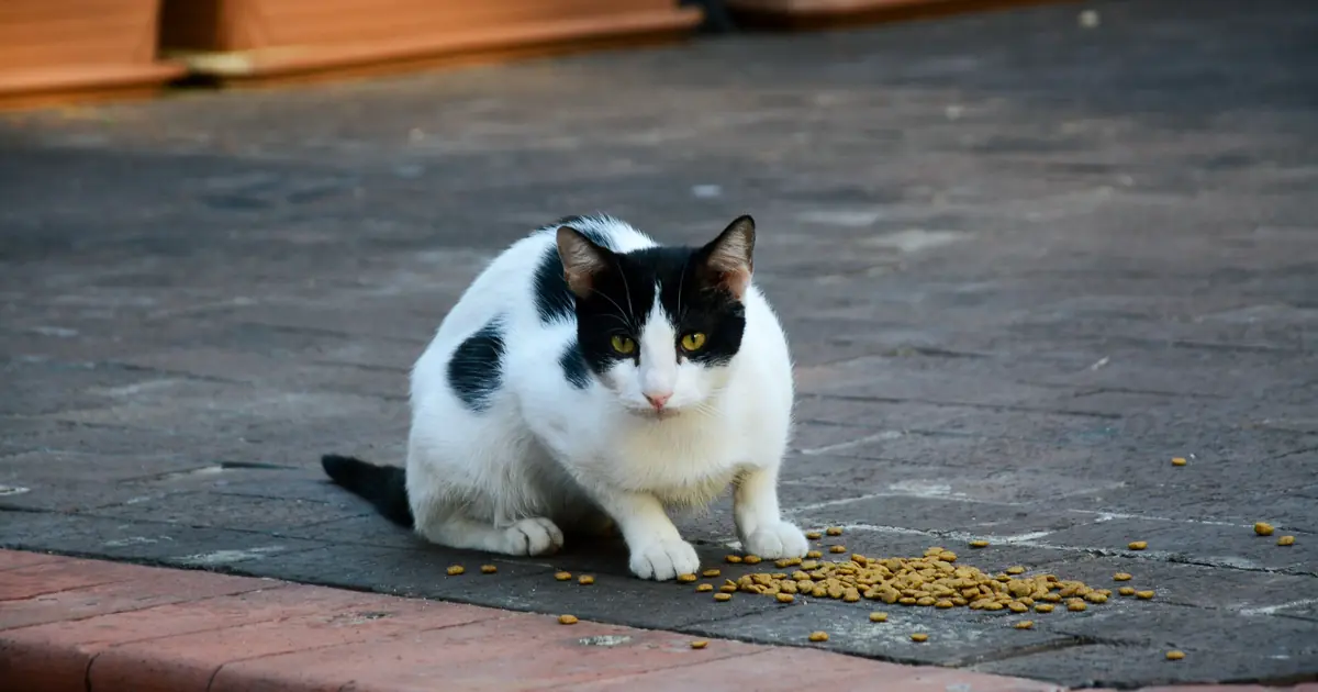 Bowl of limited-ingredient cat food beside a cat for allergy management