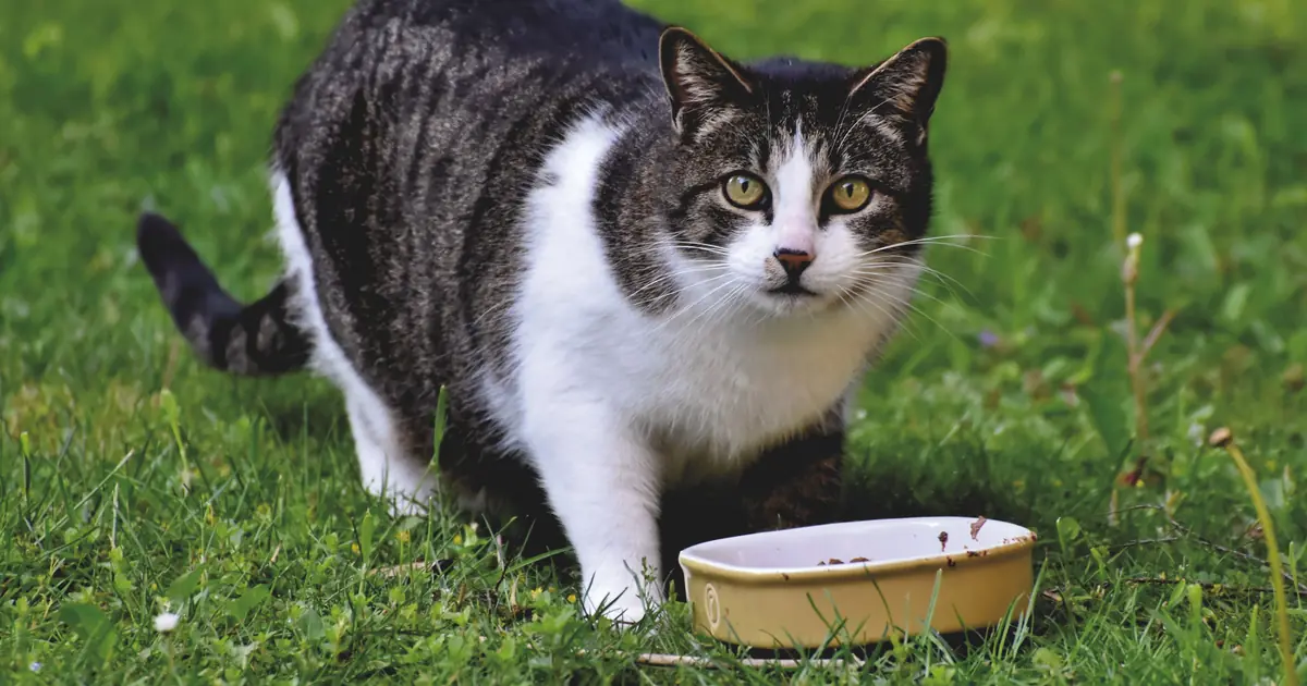 Cat sniffing a bowl of allergy-friendly cat food