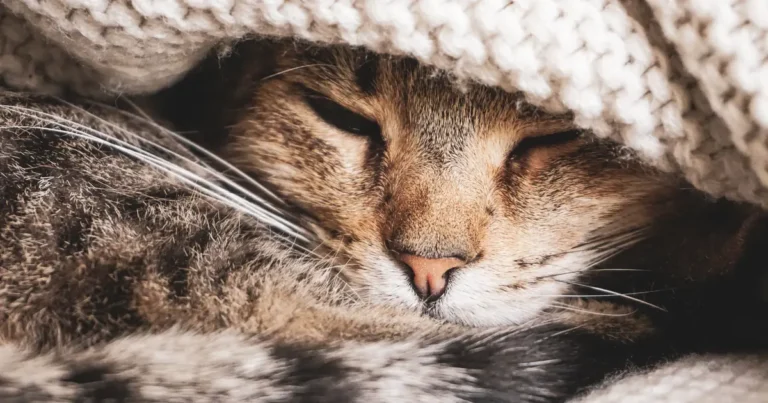 A cat with feline leukemia resting comfortably at home while receiving supportive care
