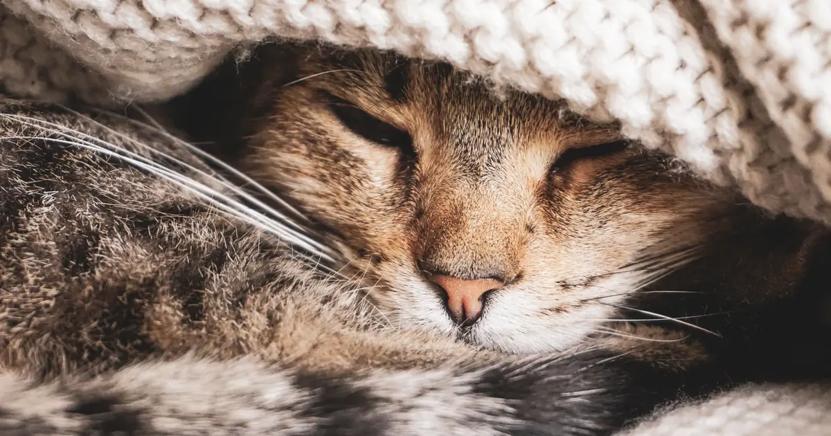 A cat with feline leukemia resting comfortably at home while receiving supportive care
