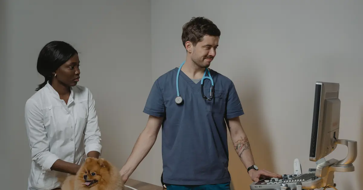 Cat getting a wellness exam at the vet, illustrating cat vet visit costs