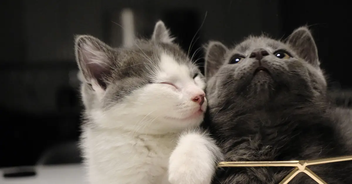 two cats greeting nose to nose