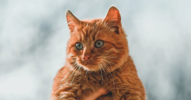 do cats remember their old owners