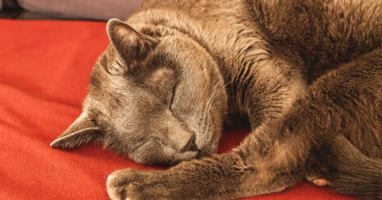 Senior cat resting peacefully wrapped in a soft blanket at home
