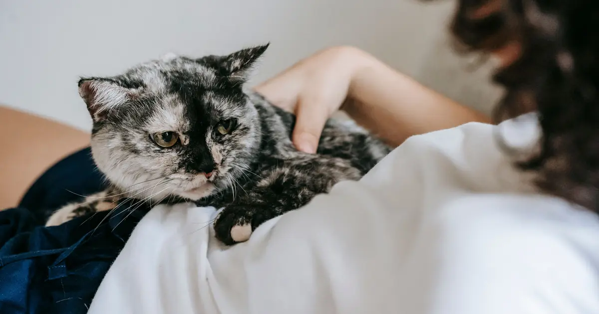 Cat parent gently holding and comforting a senior cat on their lap