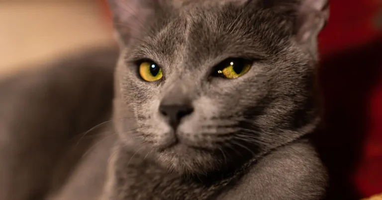Grey Russian Blue cat with bright green eyes, one of the most popular grey cat breeds