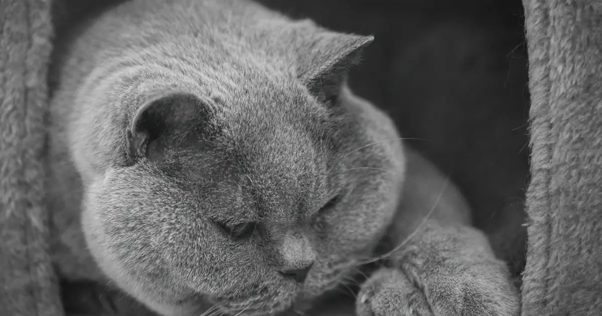 Plush grey blue-coated cat showing the smoky color created by the dilution gene