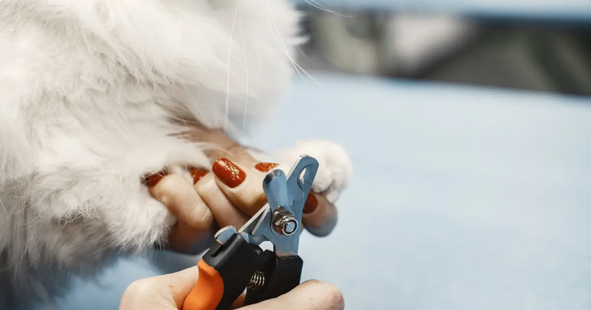 how often do cats nails need to be trimmed