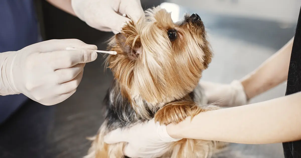 Owner gently cleaning a cat's ear with a cotton ball during ear mite treatment