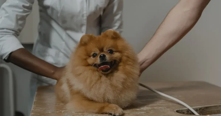 Female cat resting calmly on a veterinary exam table before being spayed