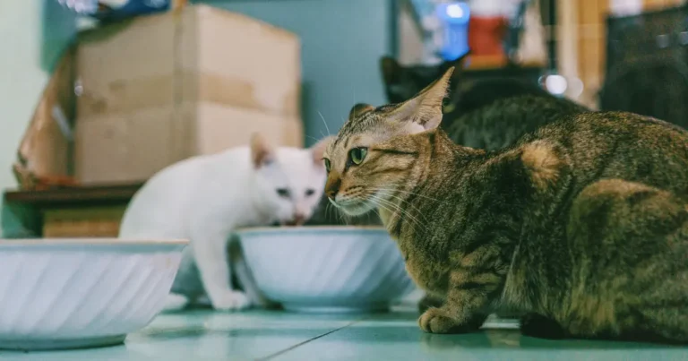 Cat looking up hopefully next to a food bowl wondering what it can eat