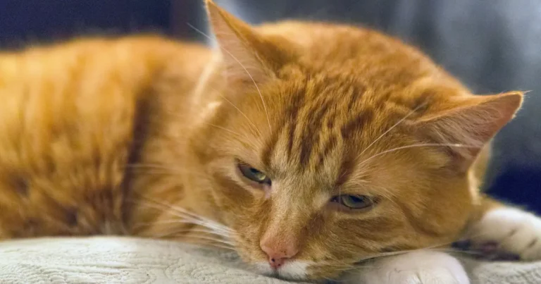 a relaxed content cat