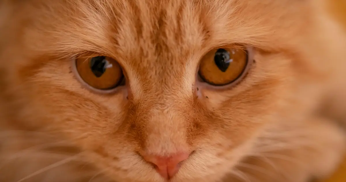 why do cats eyes turn red