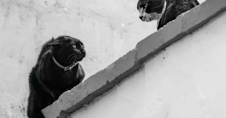 why do cats hump