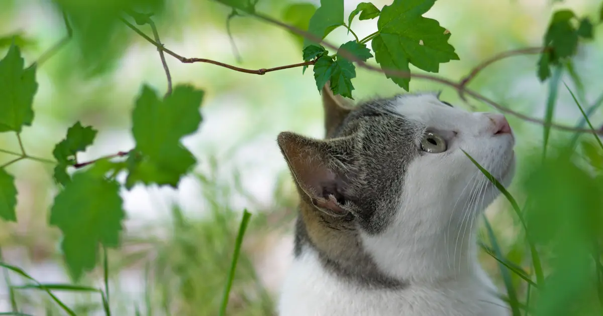 why do cats like mint