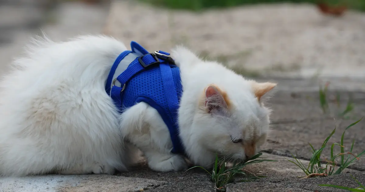 why do cats like strawberries