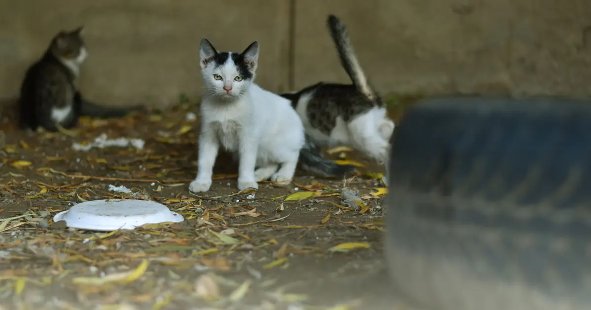 A 5-week-old kitten eating soft gruel from a shallow dish during weaning