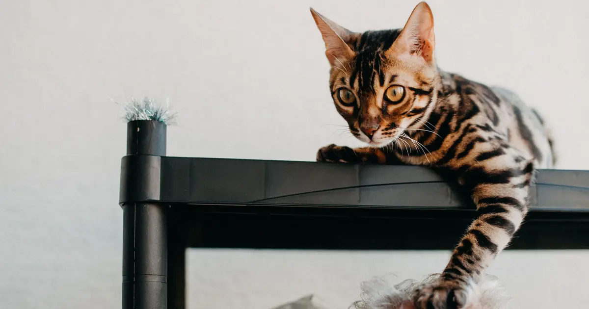 a bengal cat