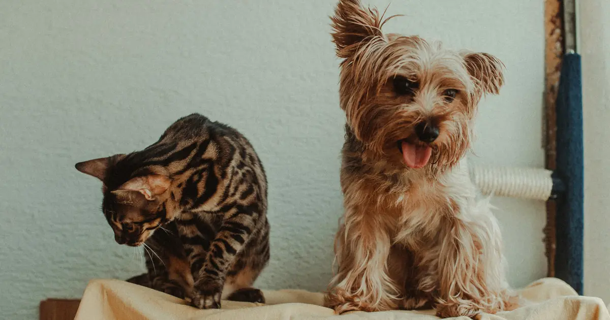 a bengal cat and a dog together